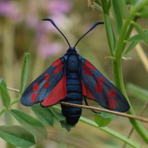 Réf. 350 736 : Zygaena filipendulae